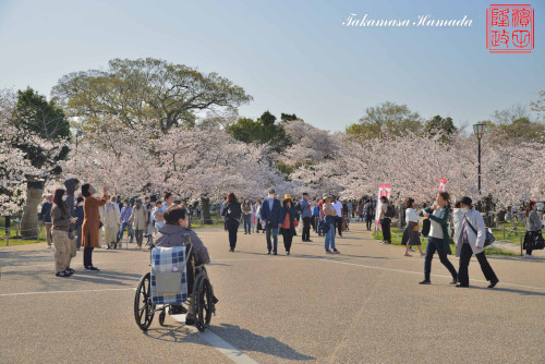 姫路桜№14
